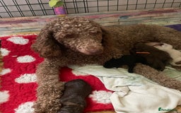 Mixed Breed dogs for sale: Amazing Cockerpoo/Bernadoodle puppies ❤️🐶 - Image 2