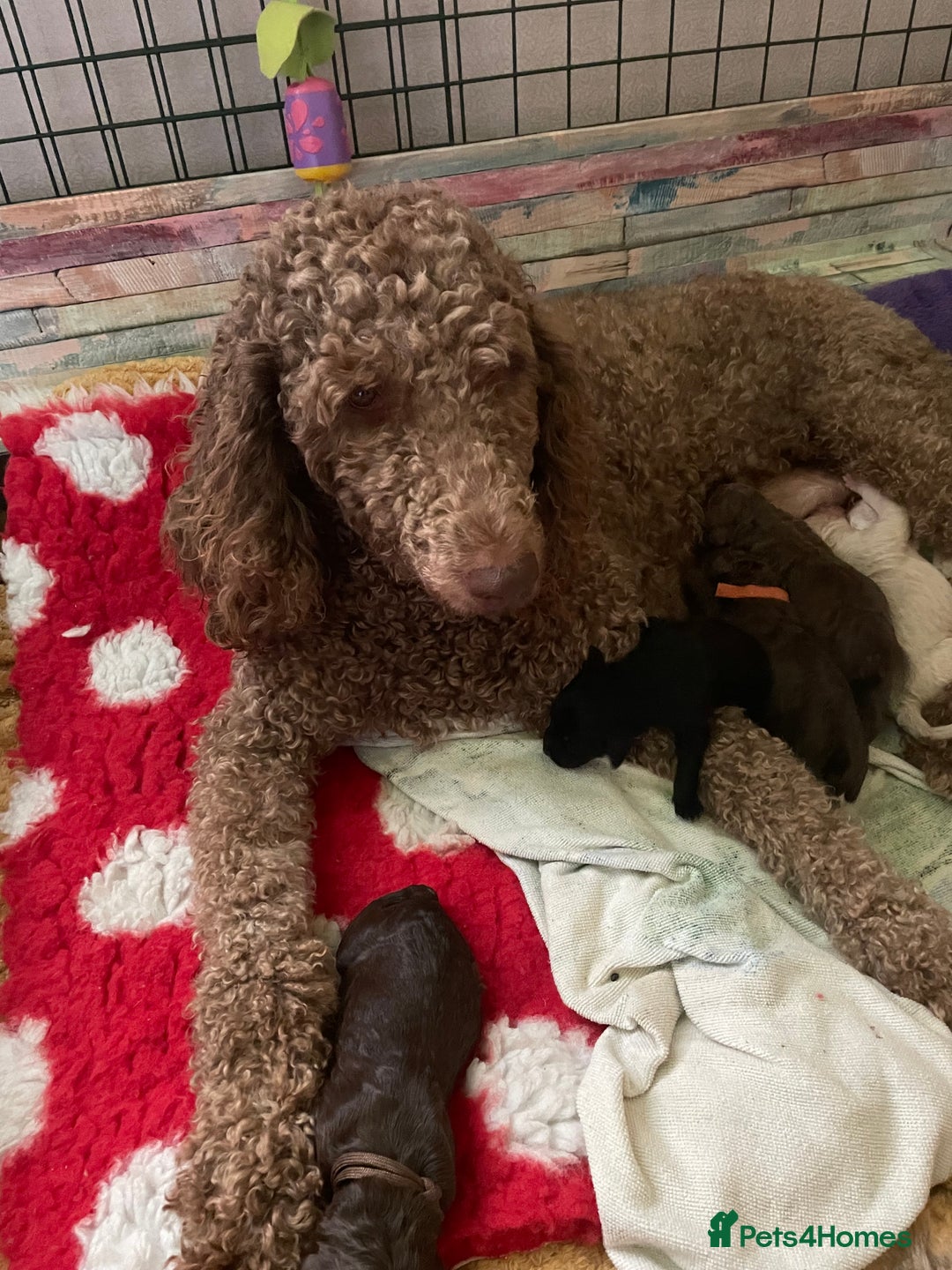 Mixed Breed dogs for sale: Amazing Cockerpoo/Bernadoodle puppies ❤️🐶 - Image 2