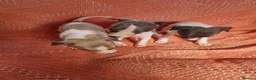 Whippet dogs for sale: Kc registered whippets - Advert 16