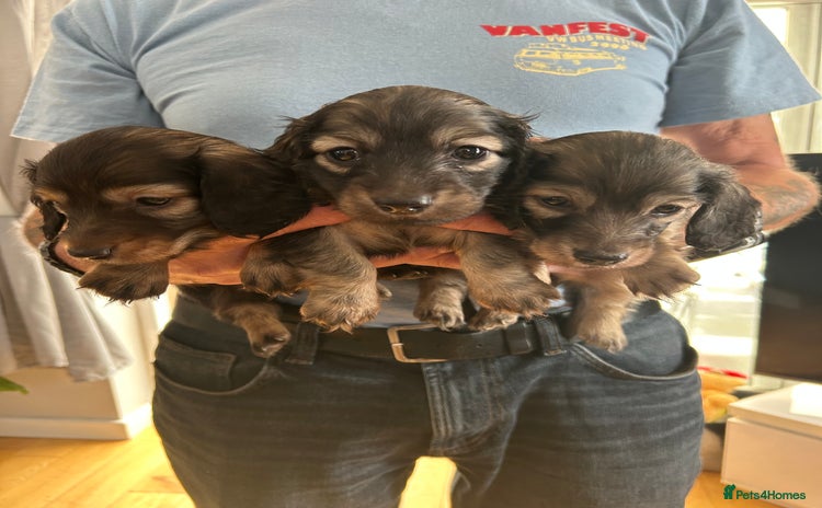 Miniature Dachshund dogs - Advert 1