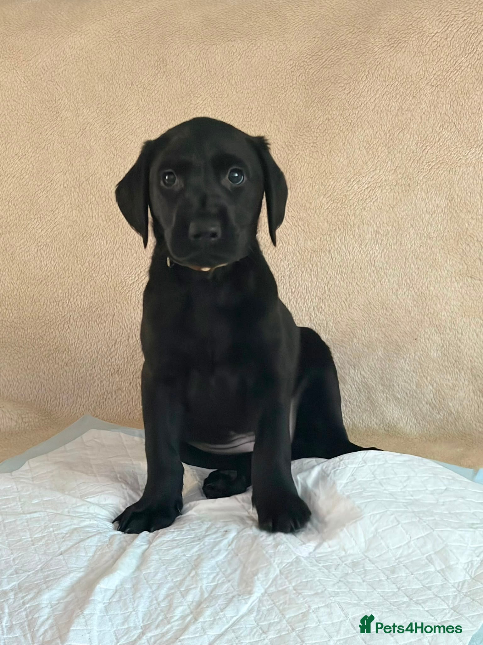 Labrador Retriever dogs 6 beautiful lab girls (one girl left!) - Advert 1