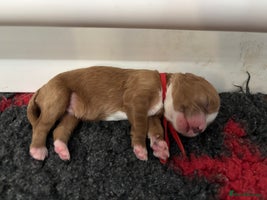 Cavapoo dogs Gorgeous F1 Cavapoo puppies. Health tested parents - Advert 11