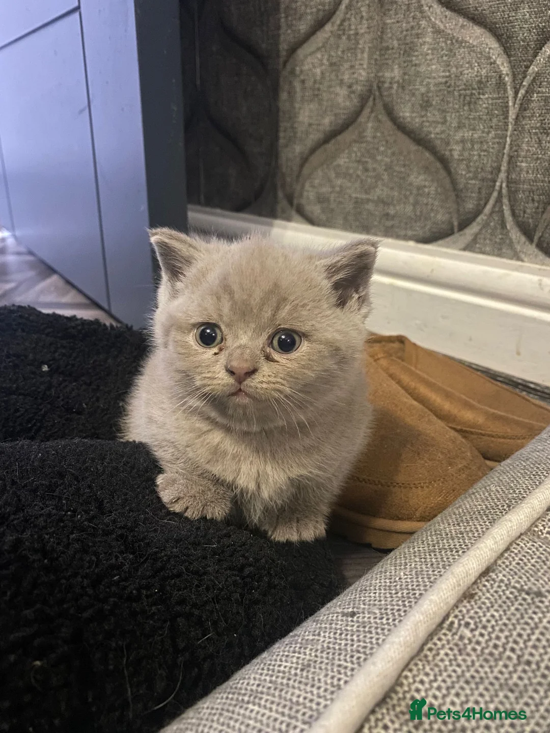 British Shorthair cats for sale: British shorthair snd scottish fold  - Advert 1