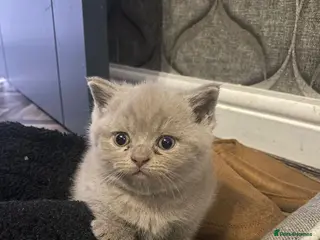 British Shorthair cats British shorthair snd scottish fold - Advert 1