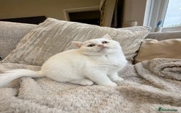 British Shorthair cats for sale: RARE PATTERN BSH PURE KITTEN - Image 7