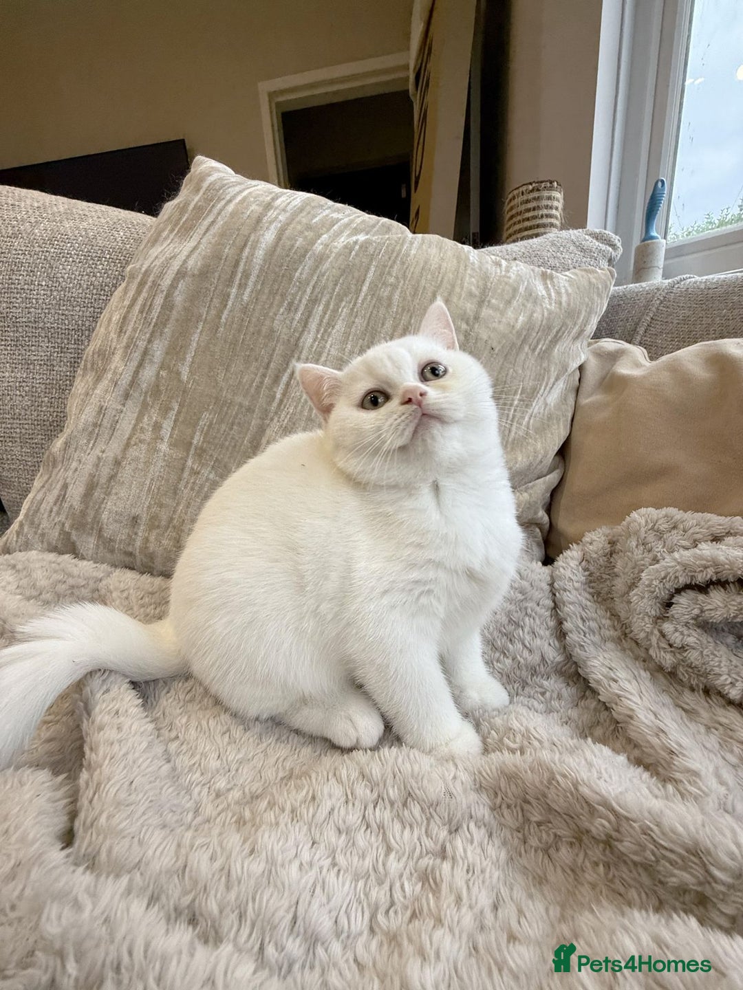 British Shorthair cats for sale: RARE PATTERN BSH PURE KITTEN - Image 7