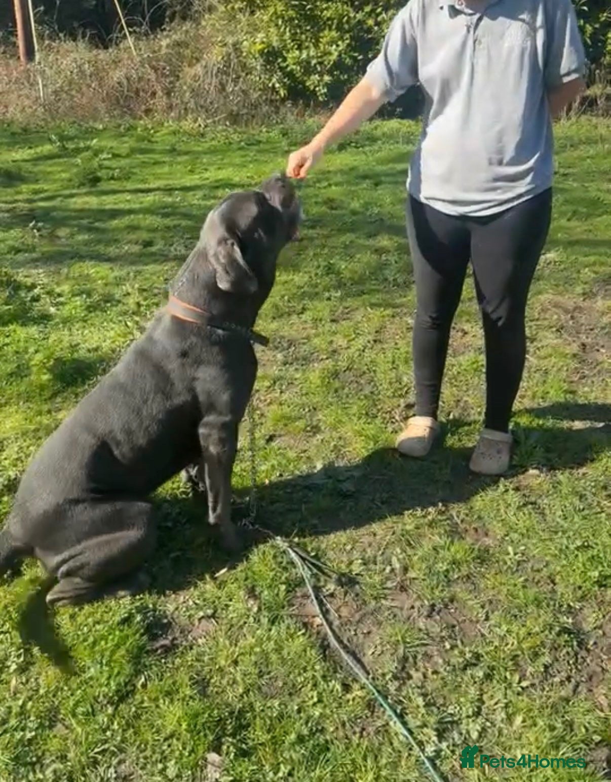 Cane Corso dogs 4 stunning cane corso puppies  - Advert 1