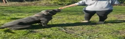 Cane Corso dogs for sale: 4 stunning cane corso puppies  in Goole - Advert 1