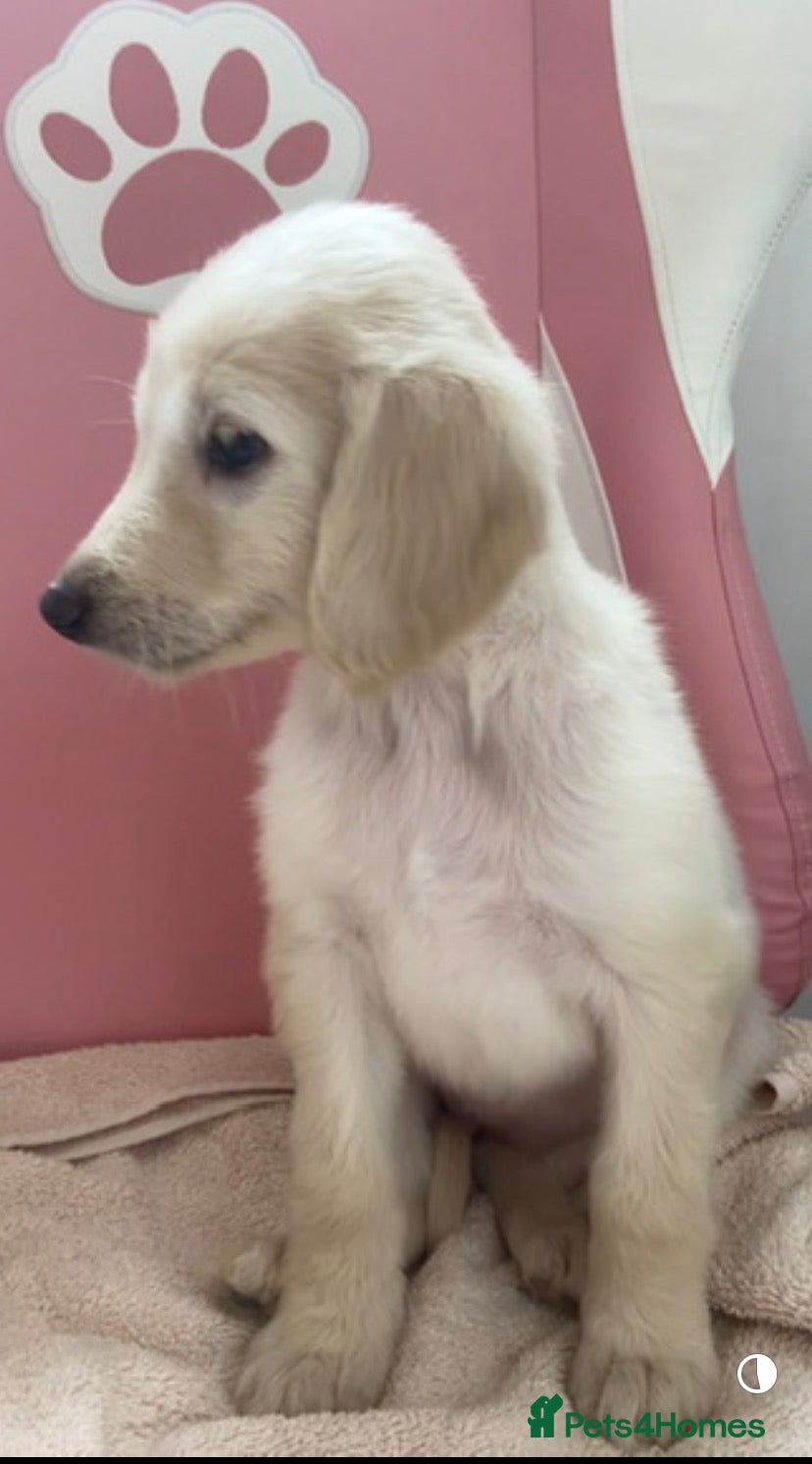 Afghan Hound dogs Beautiful litter of Afghan hound puppies  - Advert 1