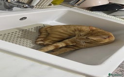 Siberian cats for sale: Male mix breed siberian and british shorthair cat - Image 3