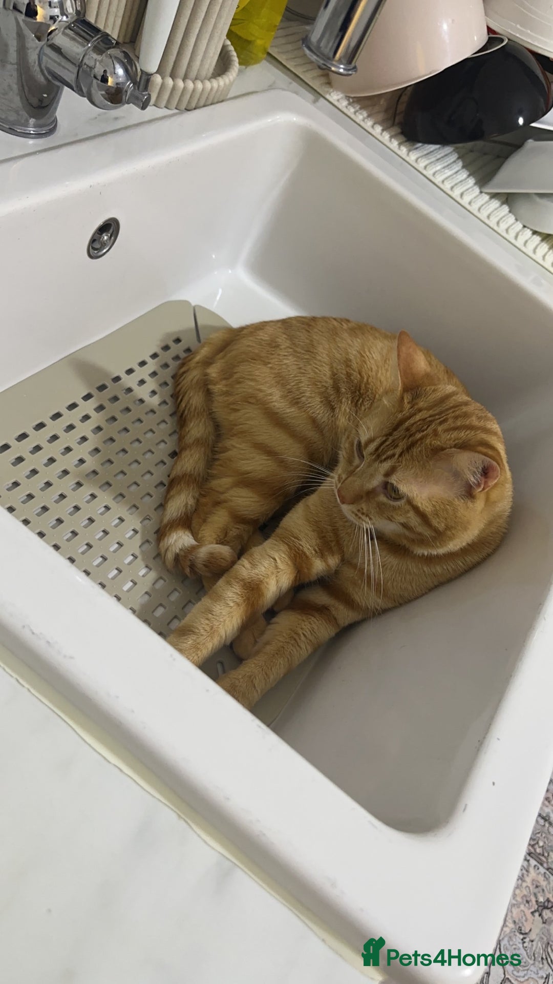 Siberian cats for sale: Male mix breed siberian and british shorthair cat - Image 3