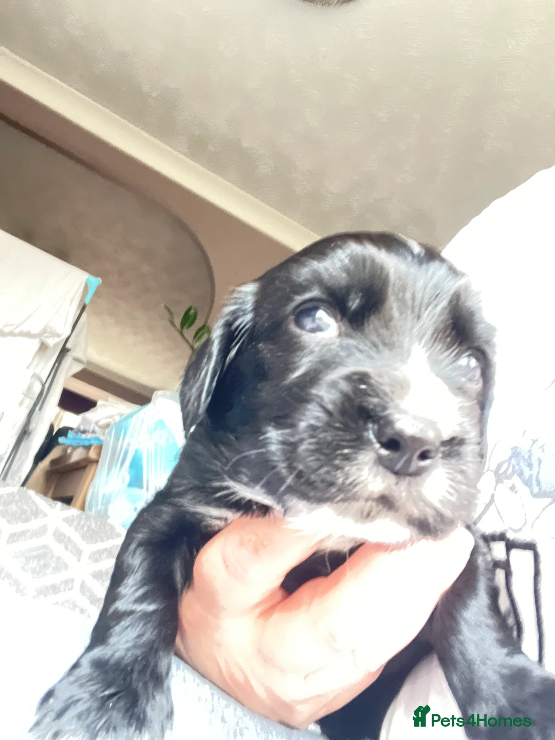 Cocker Spaniel dogs for sale: Working Cocker Spaniel Puppies 🐾 - Advert 4