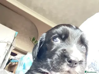 Cocker Spaniel dogs Working Cocker Spaniel Puppies - Advert 18