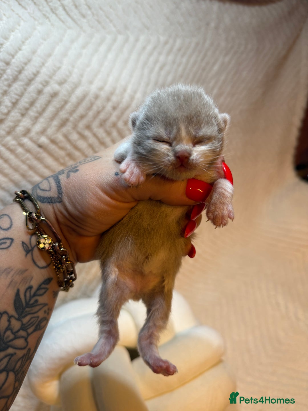 British Shorthair cats for sale: Pure British Shorthair Kittens😻🥇🏆Champion Line - Image 11