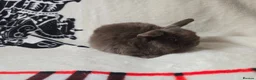 Mini Lop rabbits for sale: Stunning mini lops available  - Advert 3