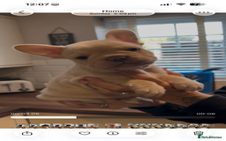 French Bulldog dogs for sale: Quality Frenchbull dogs - Image 19