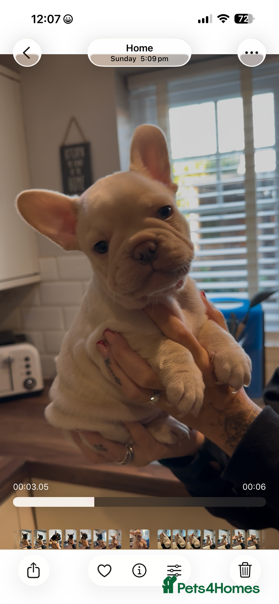French Bulldog dogs for sale: Quality Frenchbull dogs - Image 19