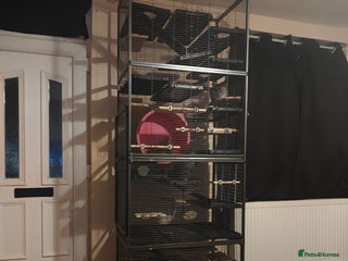 Chinchilla rodents - Advert 12