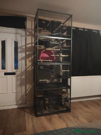 Chinchilla rodents maleand females chinchillas - Advert 13