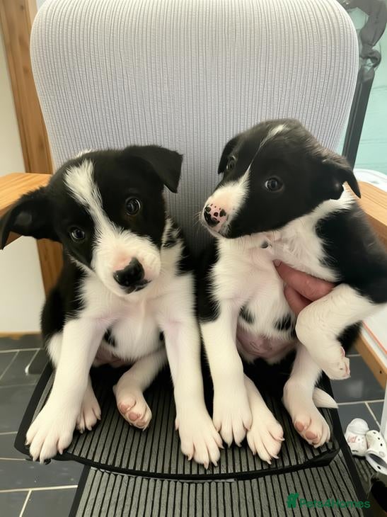 Border Collie dogs ☀️Ready-Stunning Border Collie Puppies☀️ - Advert 7