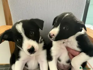 Border Collie dogs ☀️Ready-Stunning Border Collie Puppies☀️ - Advert 7