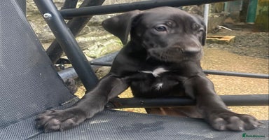 Great Dane dogs Great Dane LAST GIRL our own 4th Generation  - Advert 5