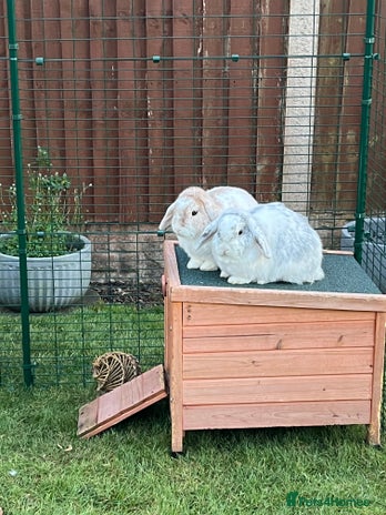 Mini Lop rabbits - Advert 4