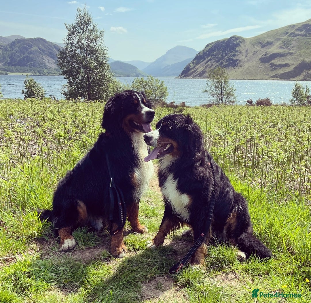 Bernese Mountain Dog dogs for stud: 🔥 CRUZ💥 TOP QUALITY BERNESE MOUNTAIN DOG STUD in Whitehaven - Image 27