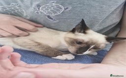 Snowshoe cats for sale: Pedigree snowshoes ready now only two left - Image 12