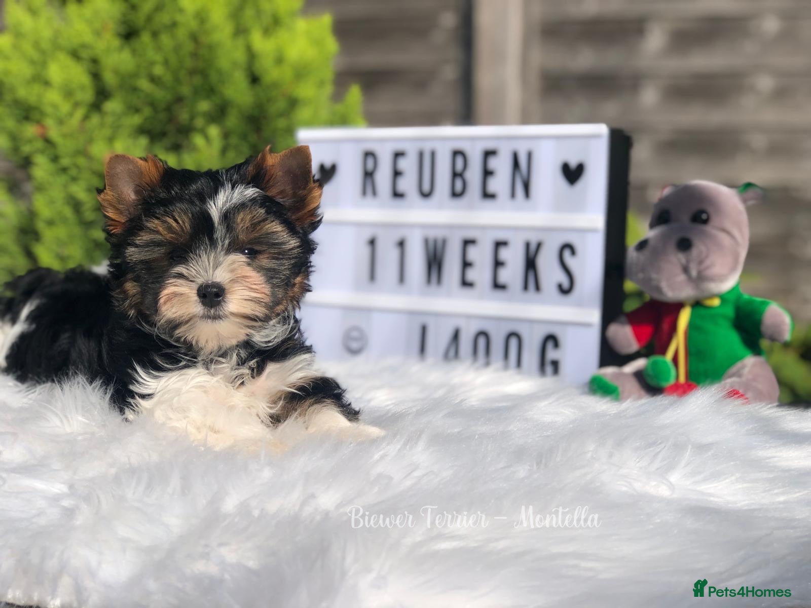 Yorkshire Terrier dogs Two Biewer Terriers LEFT! - Advert 2