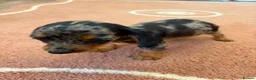 Dachshund dogs for sale: Beautiful puos - Advert 19