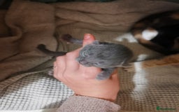 Domestic Shorthair cats for sale: Beautiful litter of kittens - Image 9