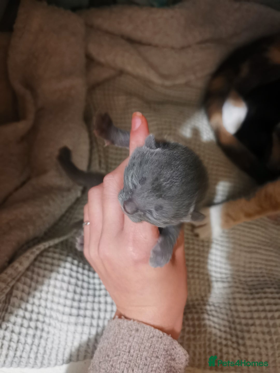 Domestic Shorthair cats for sale: Beautiful litter of kittens - Image 9