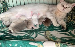 British Shorthair cats for sale: British shorthair golden, silver TICA - Image 22