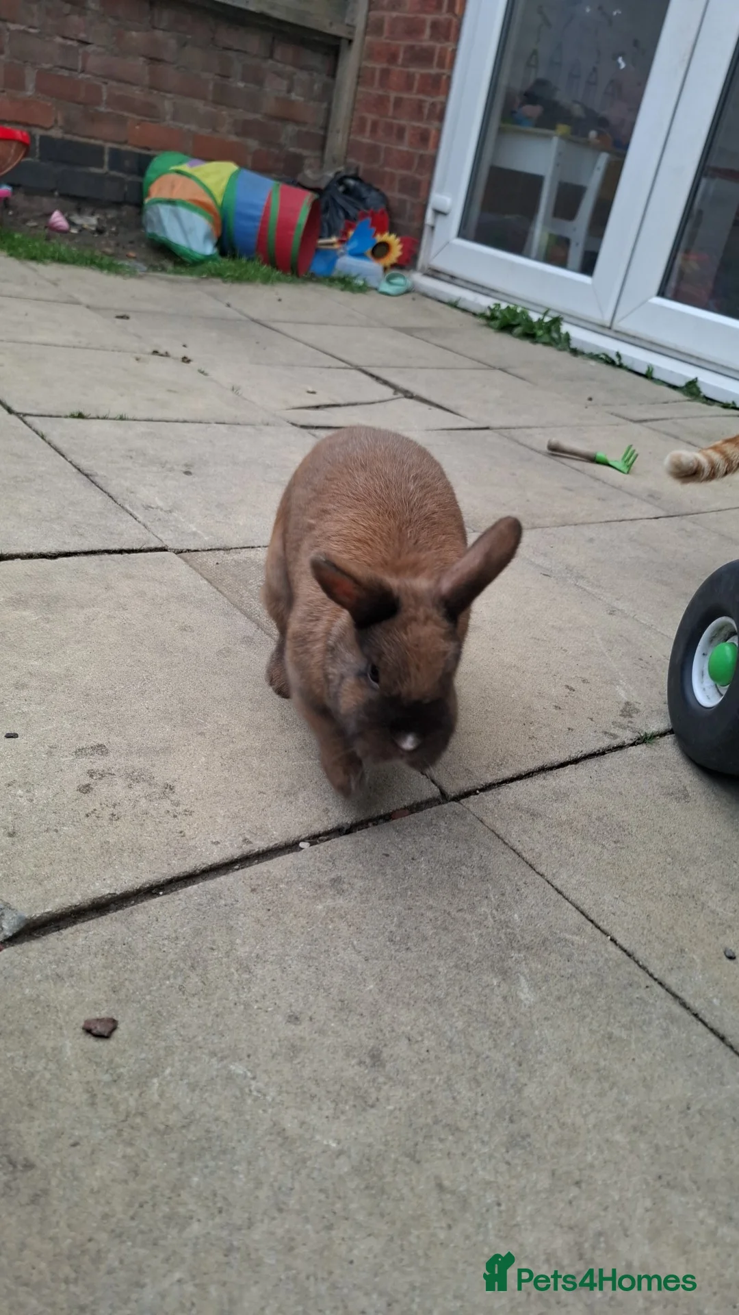 Mixed Breed rabbits for sale: 2 female rabbits for rehoming - Advert 4