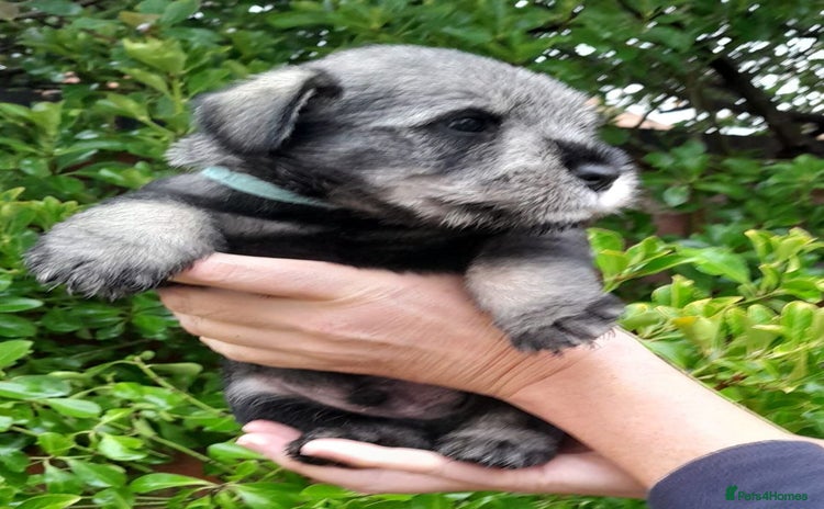 Schnauzer dogs - Advert 1