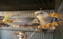 Cockatiels birds for sale: Bonded pair of Cockatiels in need of a new home. - Advert 5