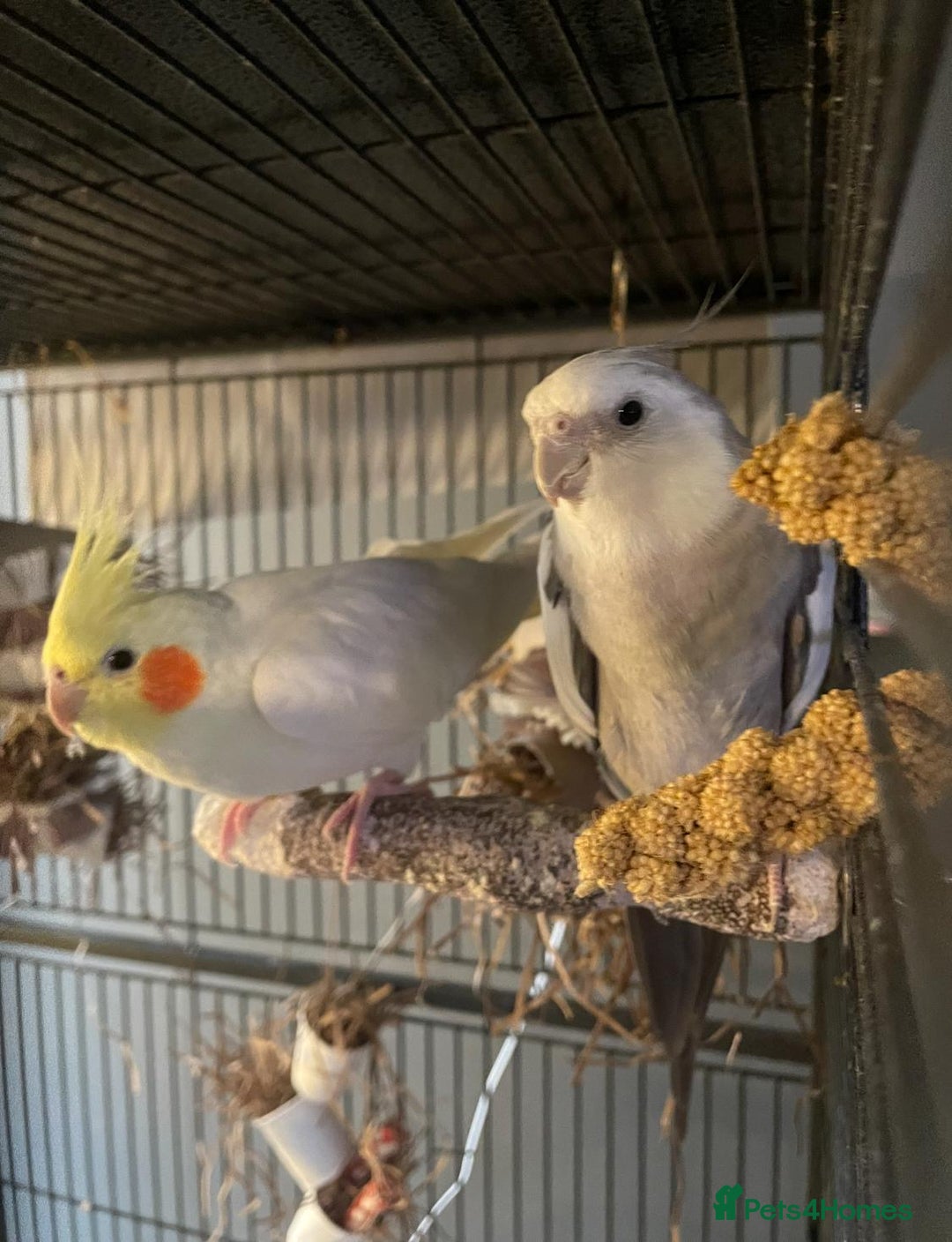 Cockatiels birds for sale: Bonded pair of Cockatiels in need of a new home. - Advert 5