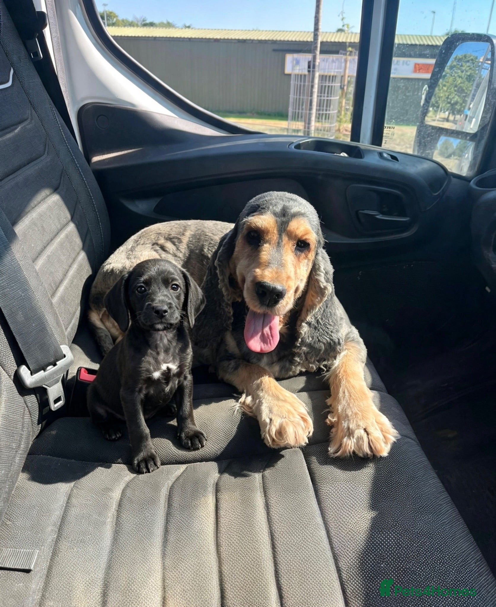 Mixed Breed dogs Show cocker x Jack Russel (cocker jacks) - Advert 5