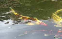 Koi Carp fish for sale: Complete Koi carp set up for sale - Image 22