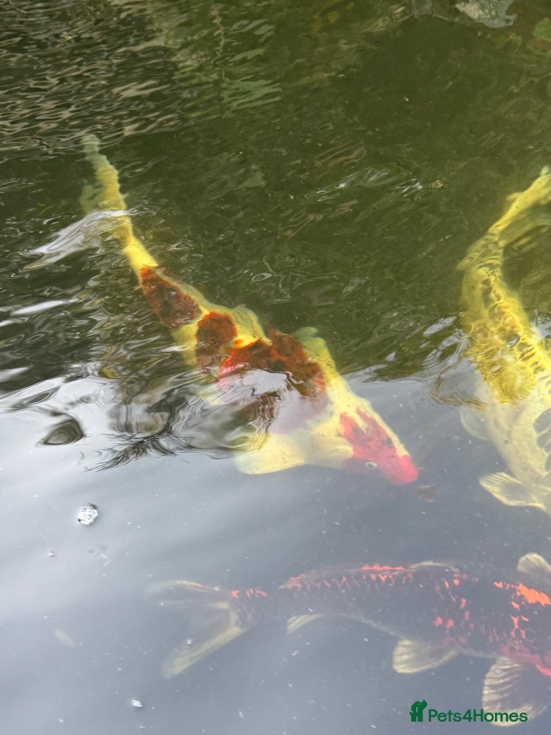 Koi Carp fish for sale: Complete Koi carp set up for sale - Image 22