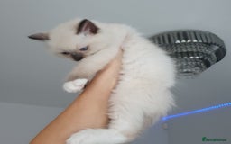 Ragdoll cats for sale: The cutest beautiful Ragdoll kittens! Ready :) - Image 3
