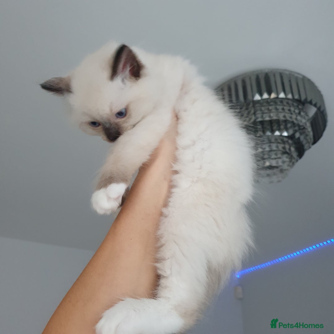 Ragdoll cats for sale: The cutest beautiful Ragdoll kittens! Ready :) - Image 3