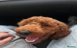 Miniature Poodle dogs for stud: Mini poodle STUD  - Image 5