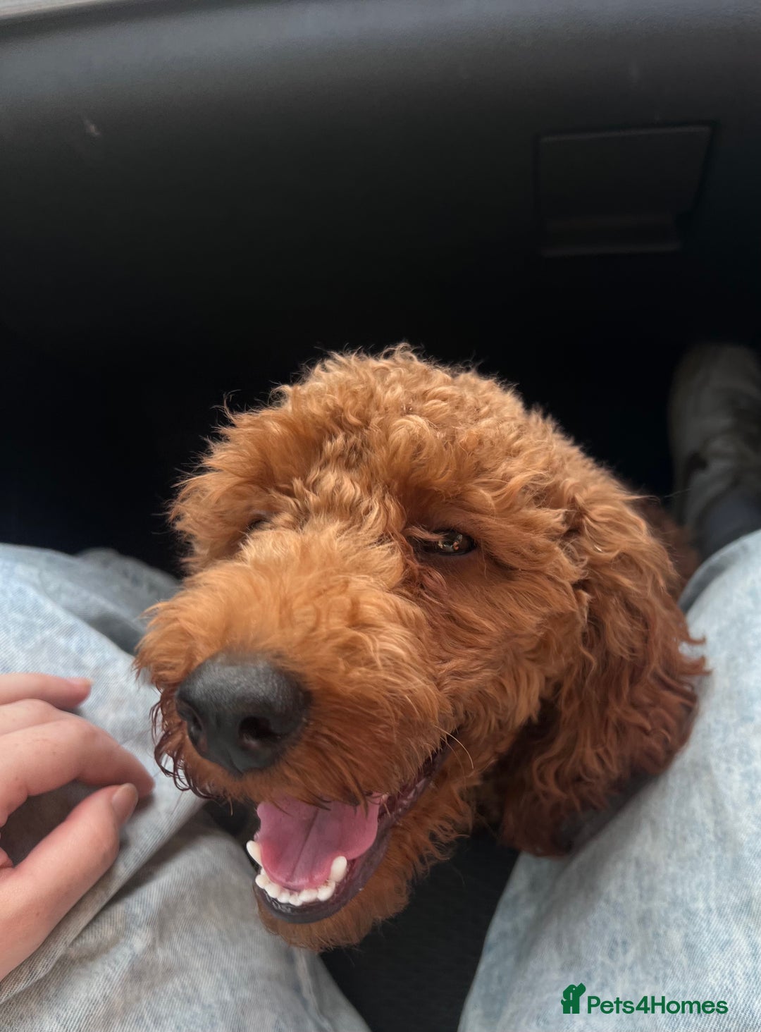 Miniature Poodle dogs for stud: Mini poodle STUD  - Image 5