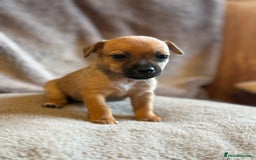 Jack Russell dogs for sale: Mini Jack Russell Terrier puppies  - Advert 7