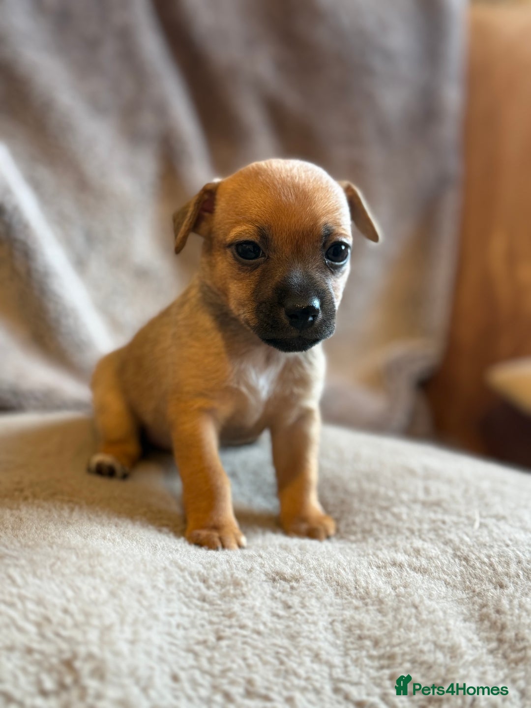 Jack Russell dogs for sale: Mini Jack Russell Terrier puppies  - Advert 7