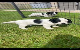Cocker Spaniel dogs for sale: Stunning KC health tested Cocker pups  - Image 2