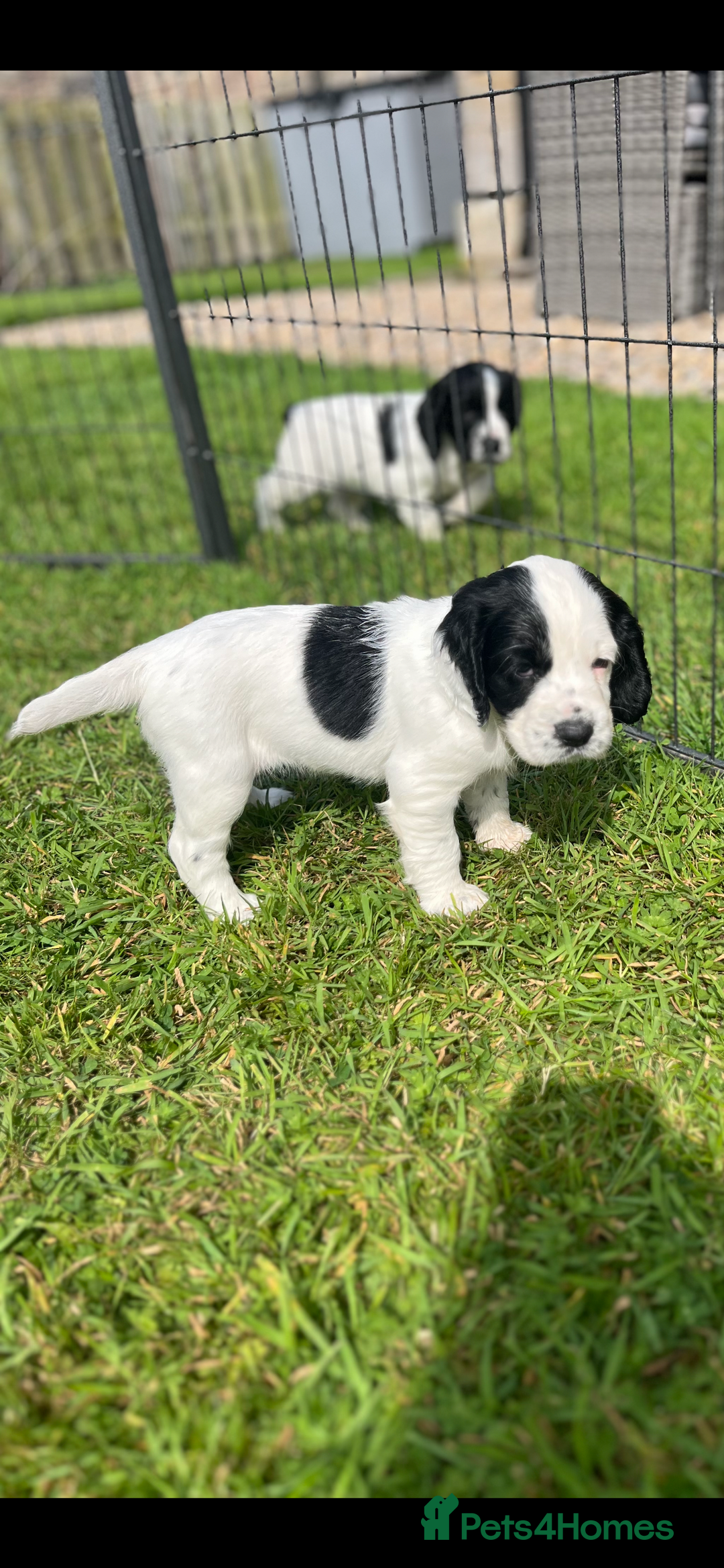 Cocker Spaniel dogs for sale: Stunning KC health tested Cocker pups  - Image 2