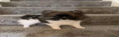 Pomeranian Puppy 3